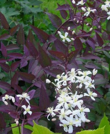 CLEMATIS recta Purpurea- тревист крематис с бронзови листа (9003)